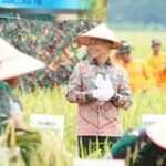 Pemkab Langkat Dukung TNI Perkuat Ketahanan Pangan Lewat Panen Raya di Deli Serdang