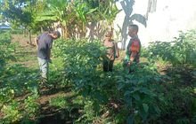 BABINSA 0201/PB SAMBANGI WARGA BINAAN BERIKAN MOTIVASI DENGAN PETANI TERONG UNGU