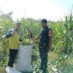 BABINSA KOMSOS DENGAN PETANI JAGUNG
