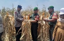 Danramil 0201-02/MT Hadiri Panen Raya Jagung Bersama Petani di Percut Sei Tuan