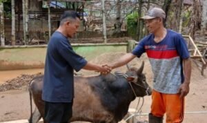 bantuan sapi 3.jpg