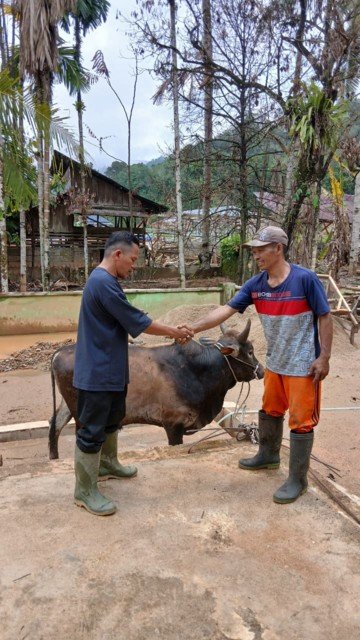 bantuan sapi 3.jpg