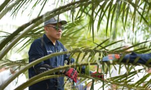 Holding Perkebunan Nusantara Siaga Hadapi Kemarau, PalmCo Perkuat Deteksi Dini Karhutla dan Strategi Agronomi