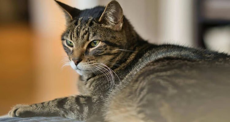 Mengenal Kucing Mujair, Kucing Lokal dengan Karakter Unik yang Banyak Disukai