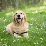 Anjing Labrador. Dokumentasi Unicharm Pet Indonesia