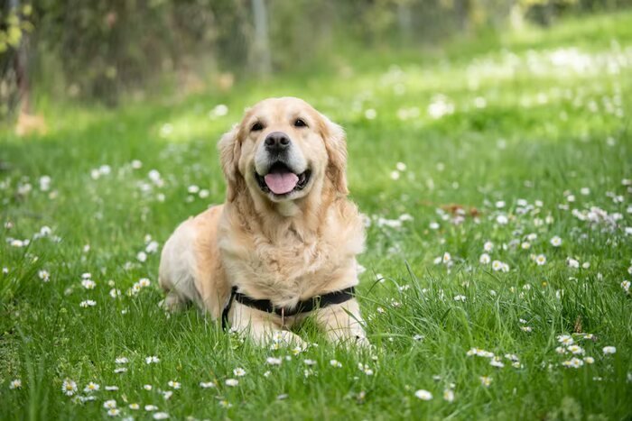 Anjing Labrador. Dokumentasi Unicharm Pet Indonesia